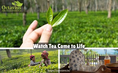 Your Tea Estate Stay Begins Here | Octavius Tea Resorts
